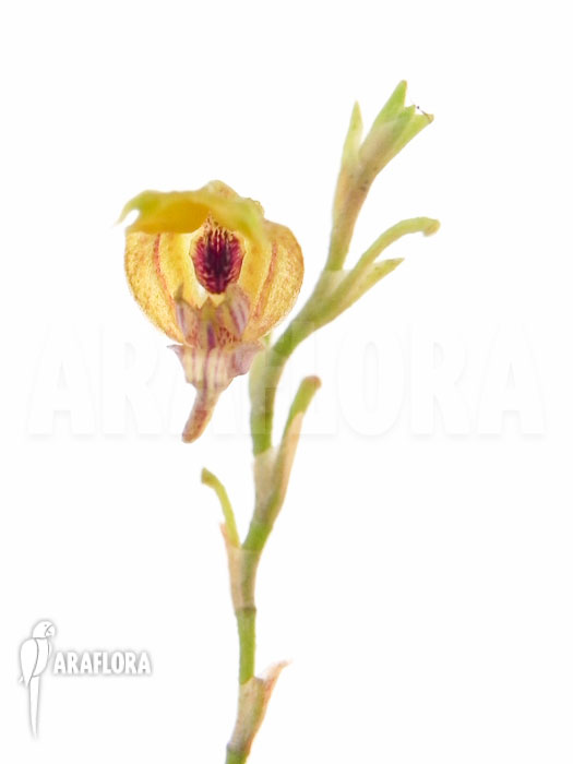 Scaphosepalum verrucosum