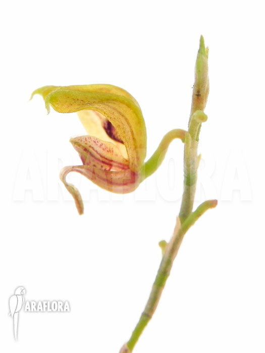 Scaphosepalum verrucosum