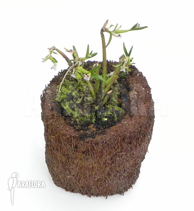 Scaphyglottis prolifera