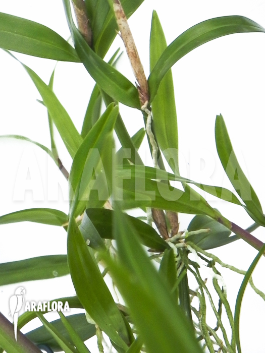 Scaphyglottis violacea