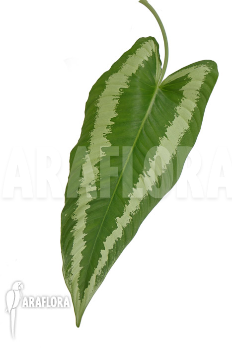 Schismatoglottis wallichii (long leaf) L