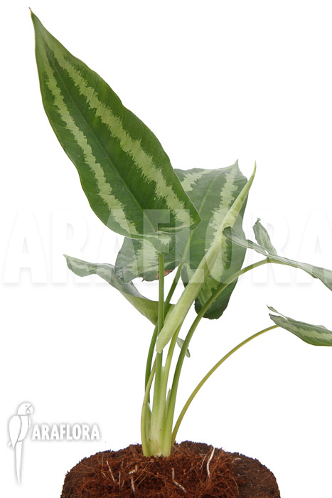 Schismatoglottis wallichii (long leaf) L
