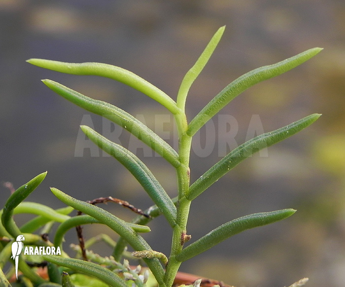 Schoenorchis micrantha