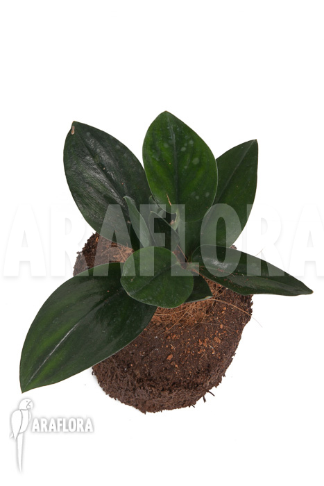 Scindapsus ‘Nearly Black’