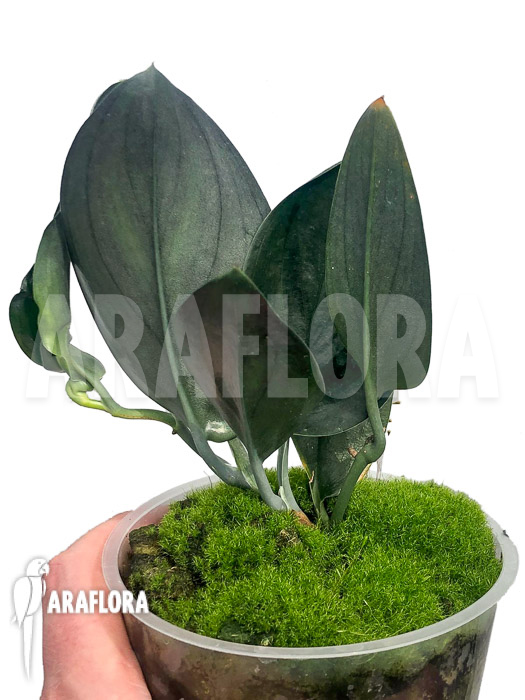 Scindapsus ‘Nearly Black’ Type X