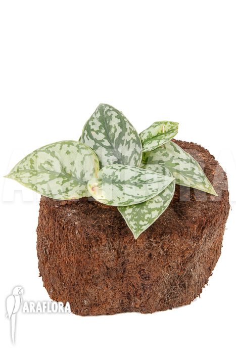 Scindapsus ‘Silver Lady’