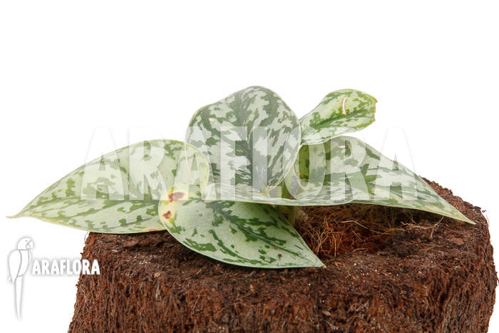 Scindapsus ‘Silver Lady’