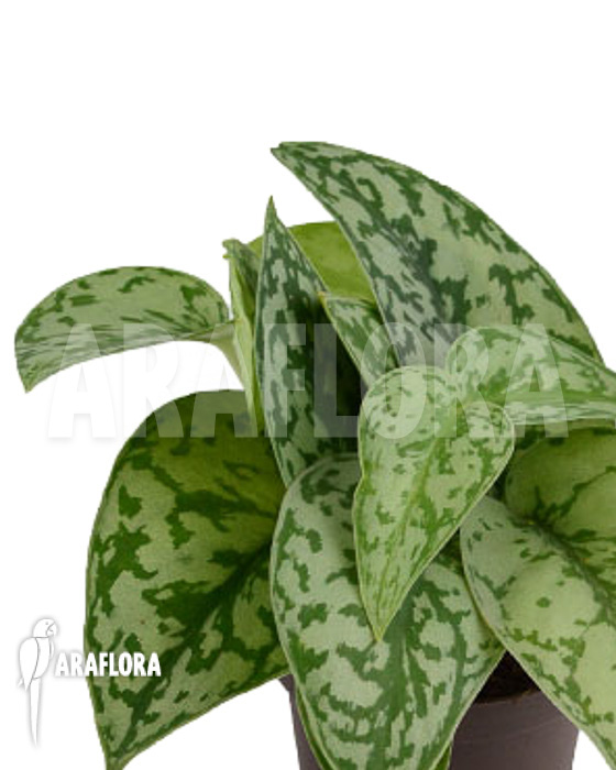 Scindapsus ‘Silver Lady’