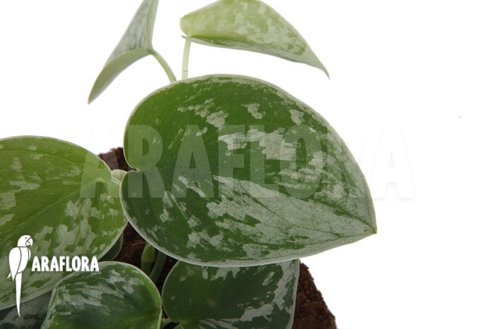 Scindapsus pictus Silvery Ann