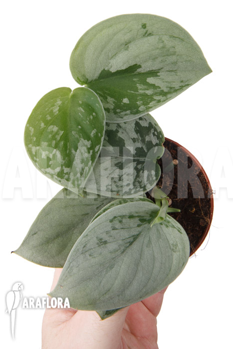 Scindapsus pictus Silvery Ann