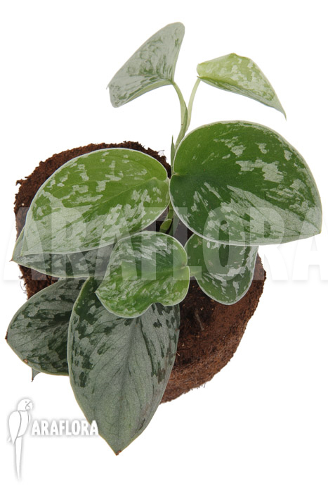 Scindapsus pictus Silvery Ann