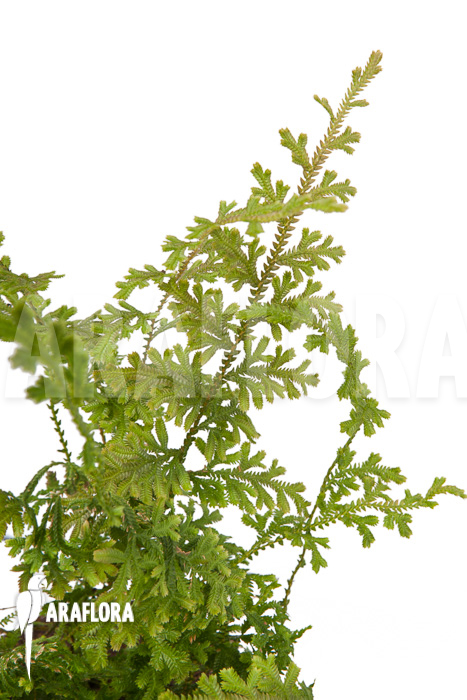 Selaginella New Surinam