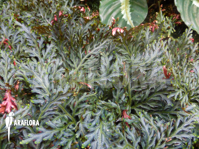 Selaginella erythropus