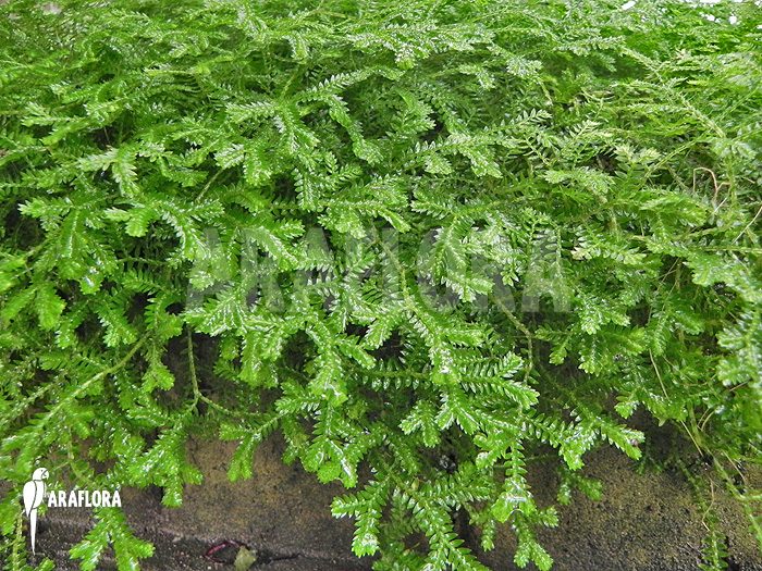 Selaginella kraussiana