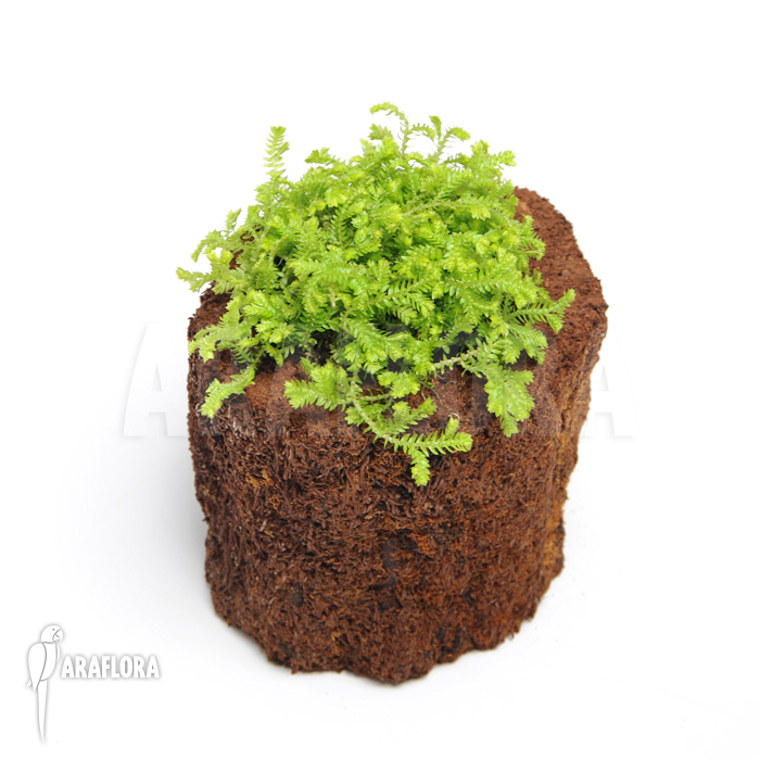 Selaginella kraussiana ‘Aurea’