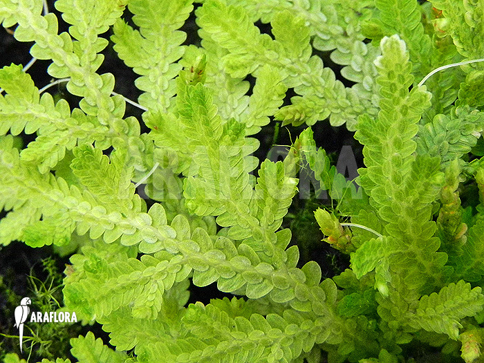 Selaginella serpens