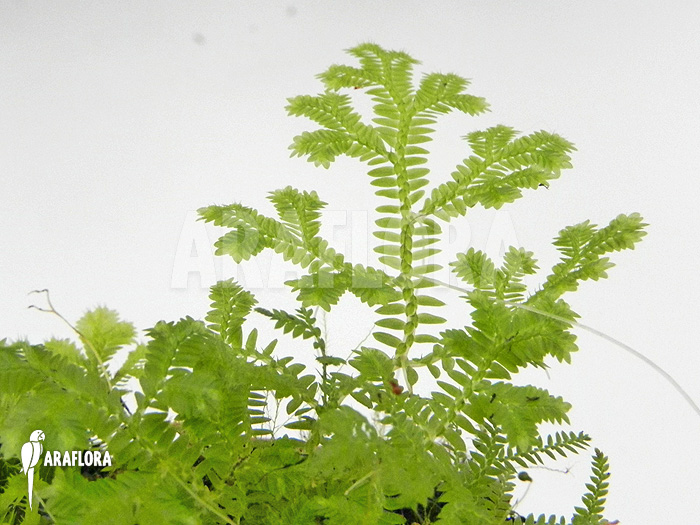 Selaginella species Costa Rica