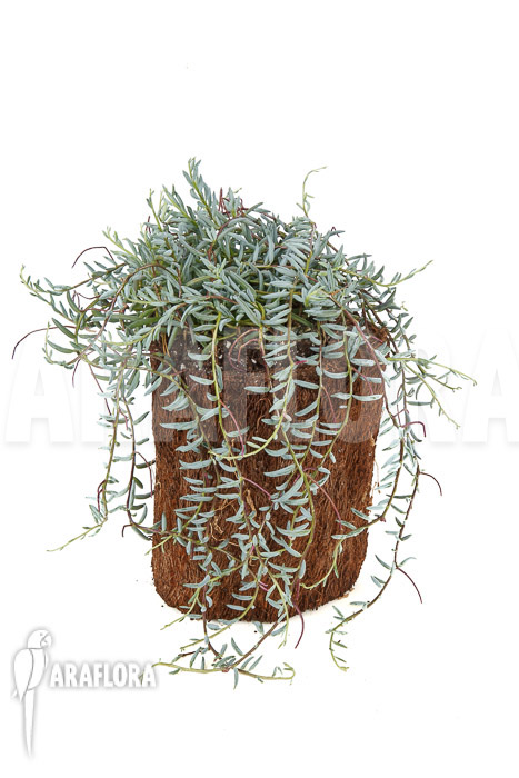 Senecio halianus