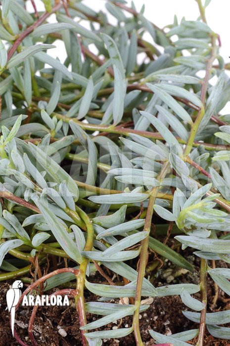 Senecio halianus