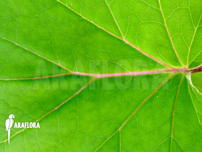 Senecio petasites detail