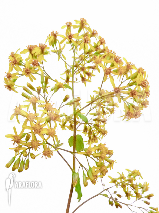 Senecio petasites flower