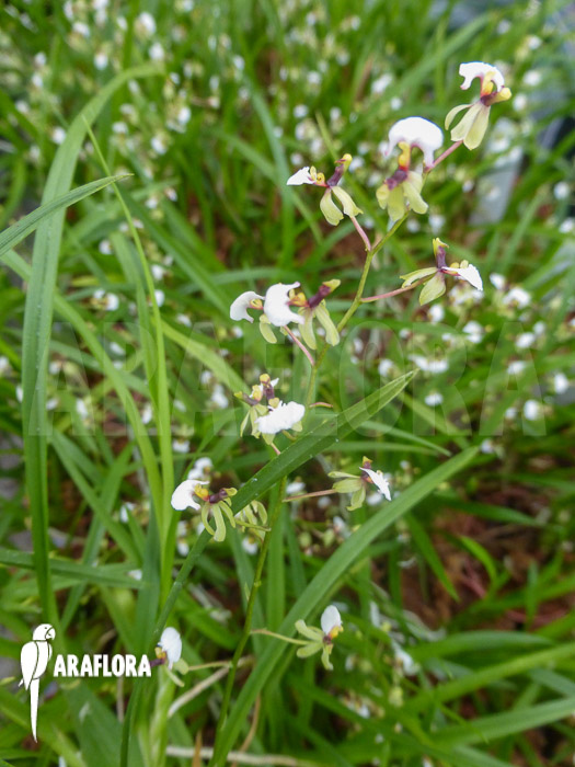 Sigmatostalix radicans