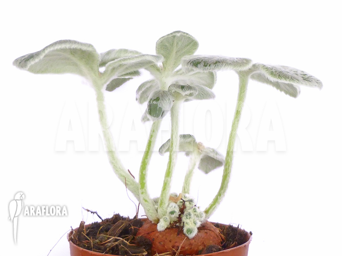 Sinningia leucotricha