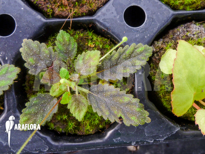 Sinningia muscicola plug