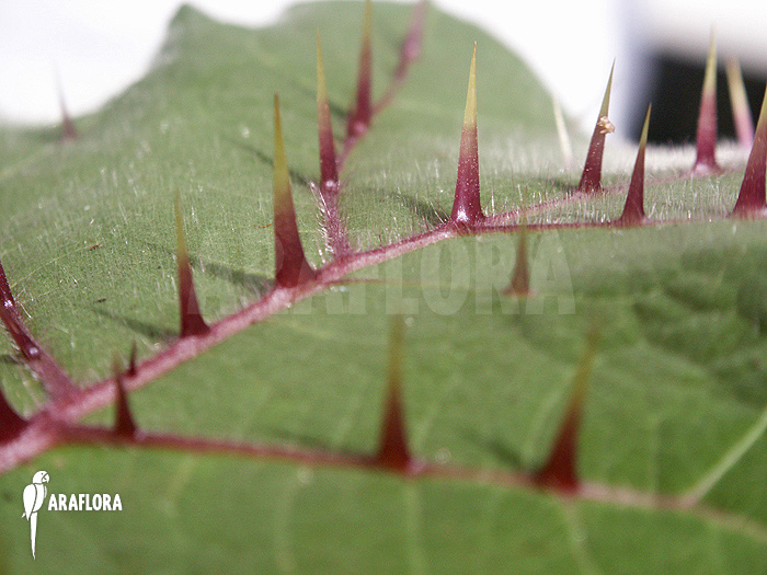 Solanum quitoense ‘Naranjilla’