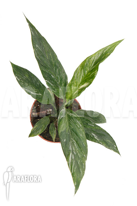 Spathiphyllum variagated ‘WB’