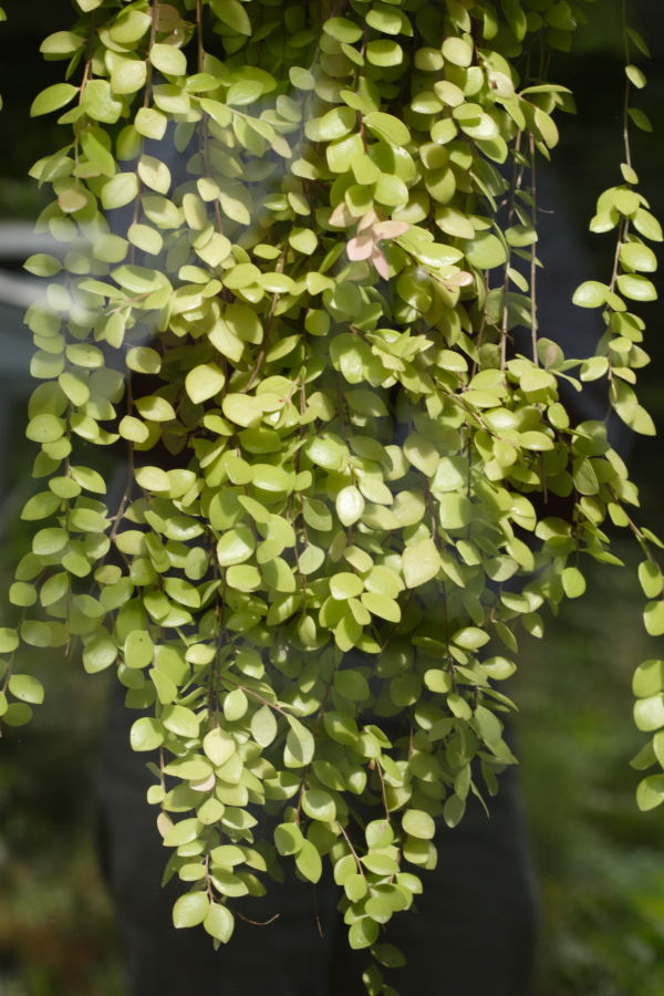 Sphyrospermum species Ecuador