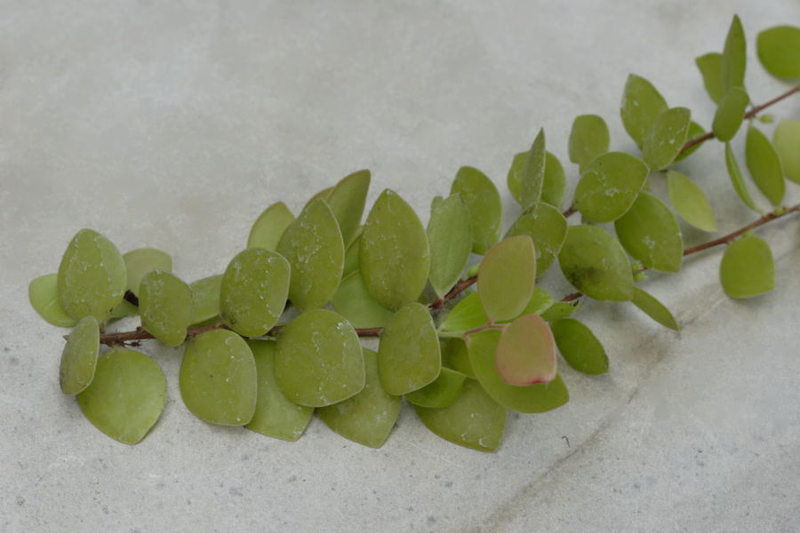 Sphyrospermum species Ecuador