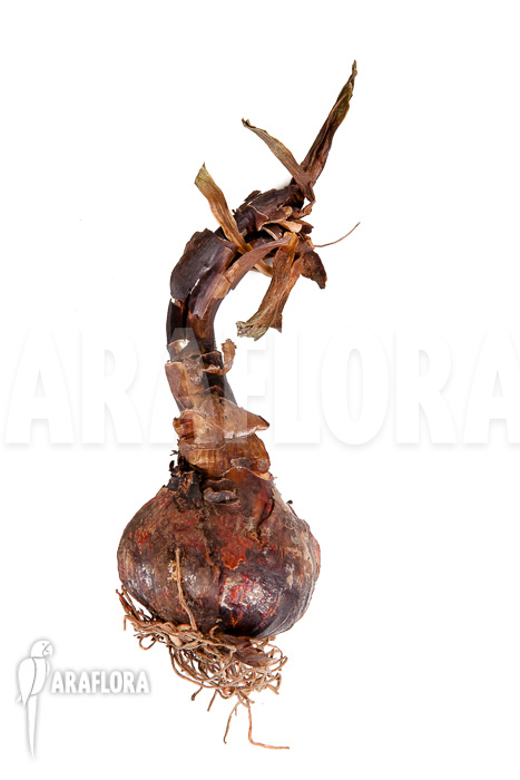 Sprekelia formosissima