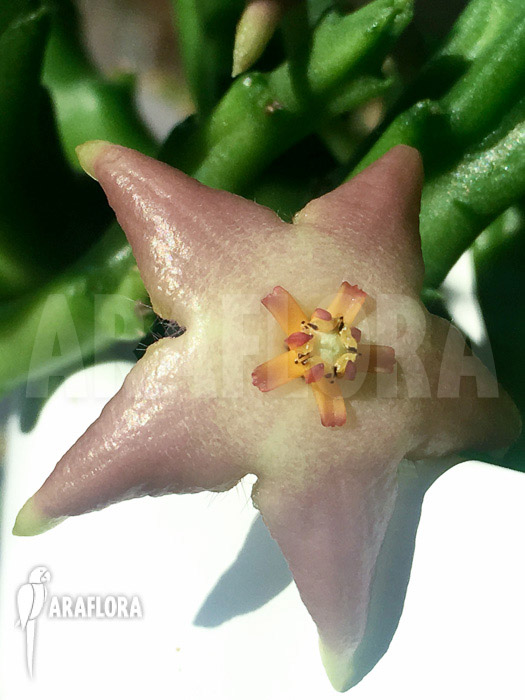 Stapelia divaricata