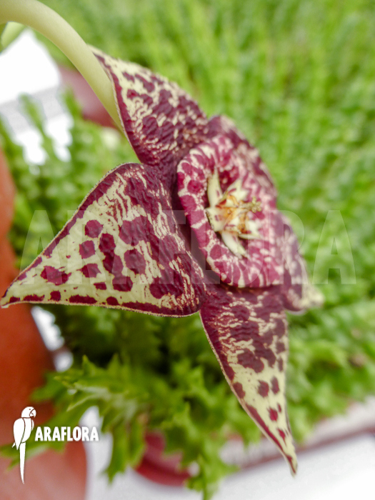 Stapelia lepida flower