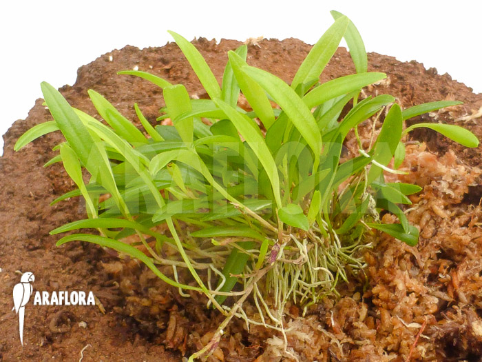 Stelis species crawling