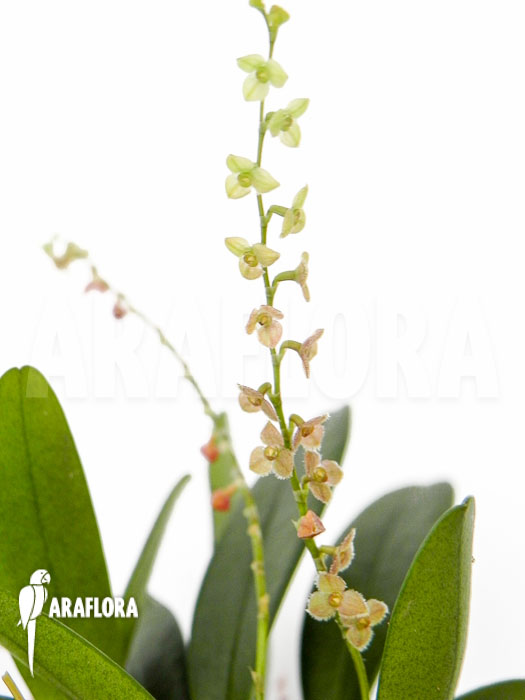 Stellis species no 17