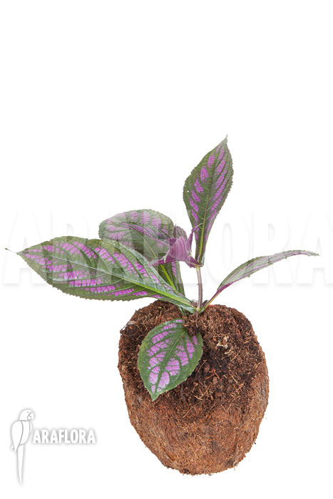 Strobilanthes dyerianus ‘Starter’