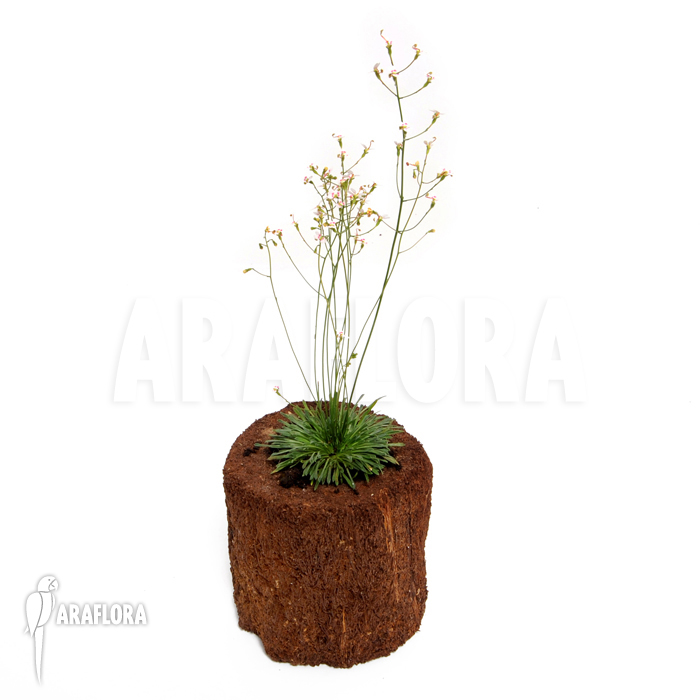 Stylidium caespitosum