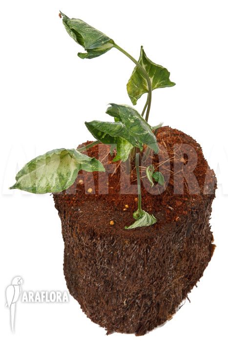 Syngonium ‘Godzilla’