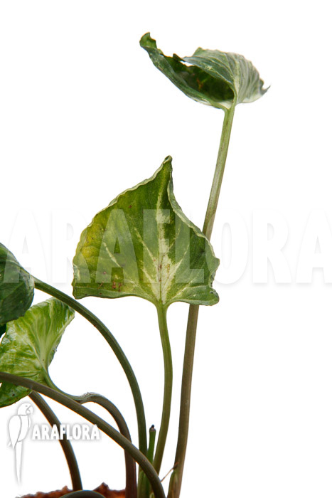 Syngonium ‘Godzilla’