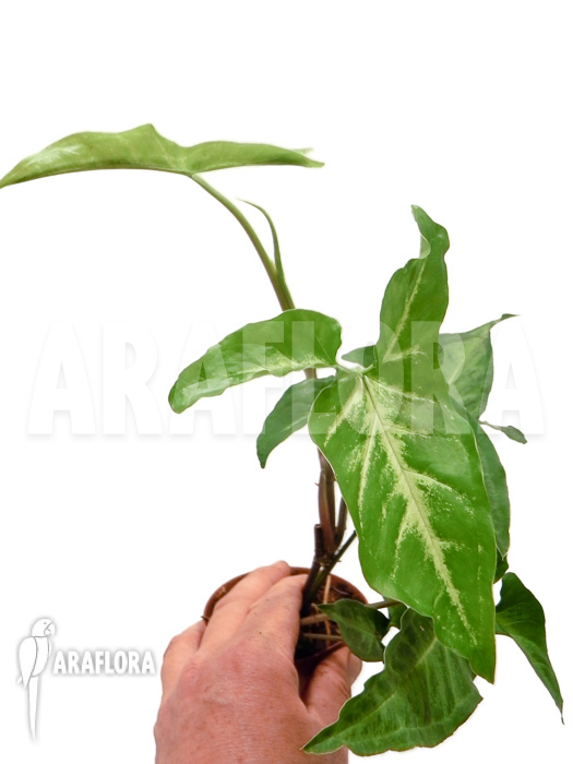 Syngonium angustatum starter