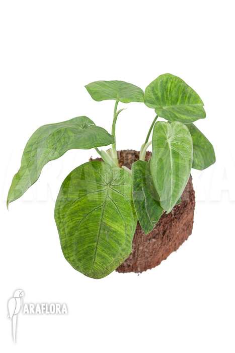 Syngonium macrophyllum