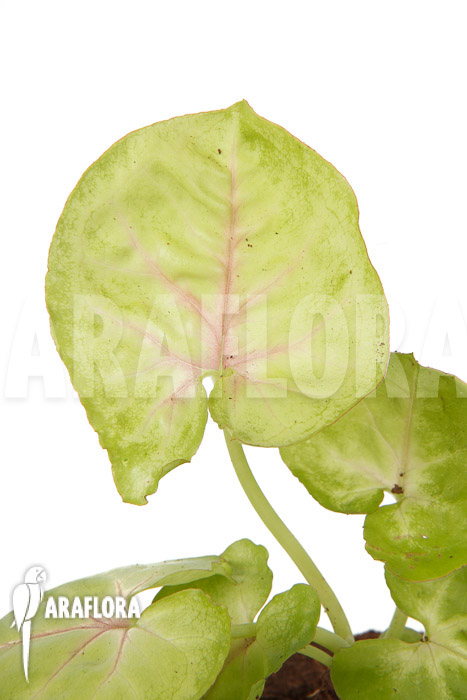 Syngonium podophyllum ‘Baru’