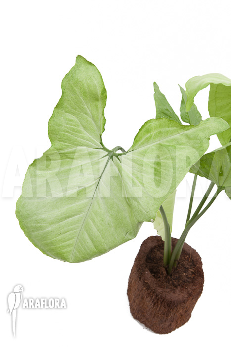Syngonium podophyllum Moonshine
