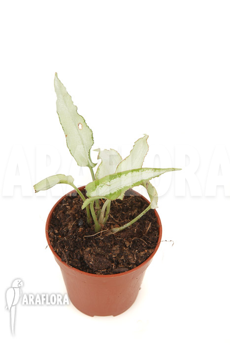 Syngonium podophyllum ‘Nguengi Laima’ ‘starter’