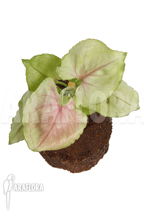 Syngonium podophyllum ‘Pink Line’