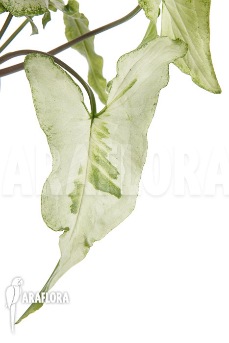 Syngonium podophyllum ‘Three Kings’