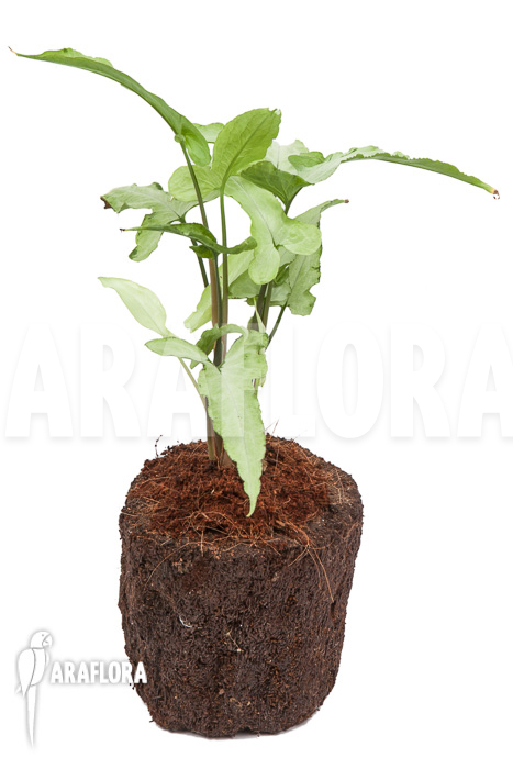 Syngonium podophyllum arrow