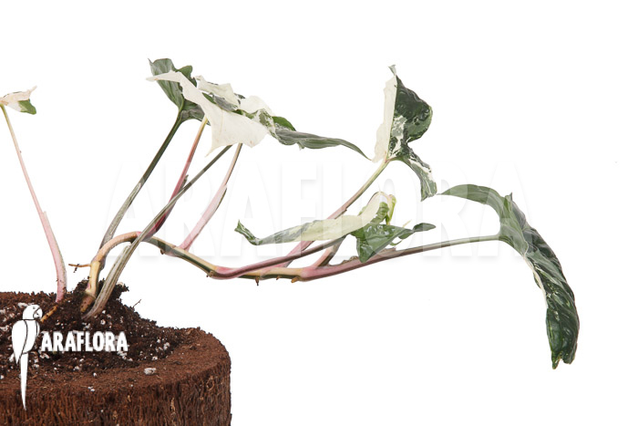 Syngonium podophyllum variegated